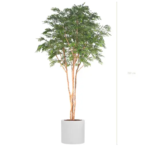 [A-AB13-FB26] Le Bucida - Cylindre Blanc #Semi-Naturel