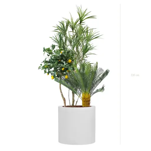 [A-J15-FB26] The Capri – White Cylinder #Semi-Natural