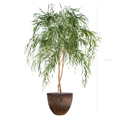 [A-AB11-FC8] The Saule – Oyster Pot #Semi-Natural