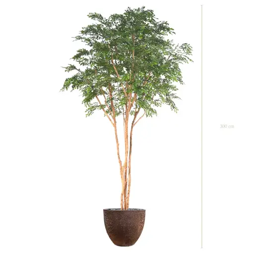 [A-AB13-FC9] The Bucida – Oyster Pot #Semi-Natural