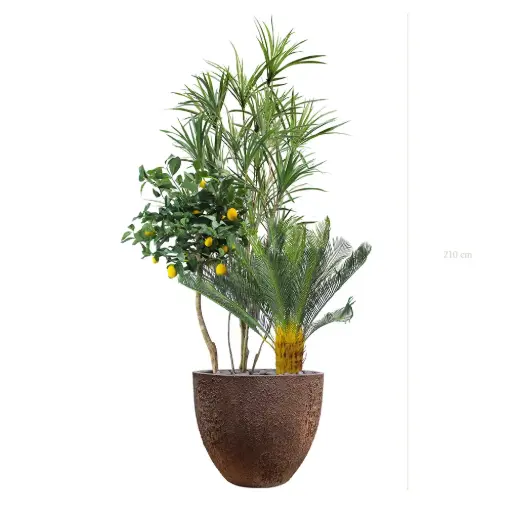 [A-J15-FC9] The Capri – Oyster Pot #Semi-Natural