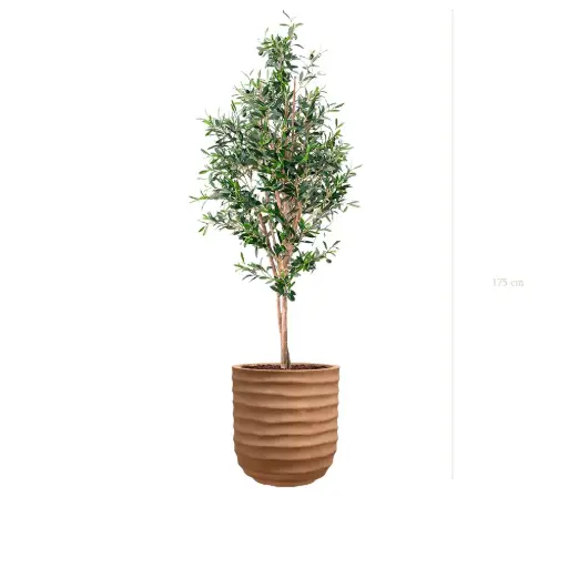 [A-PT26-FC15] The Small Olivier – Terracotta Pot #Semi-Natural