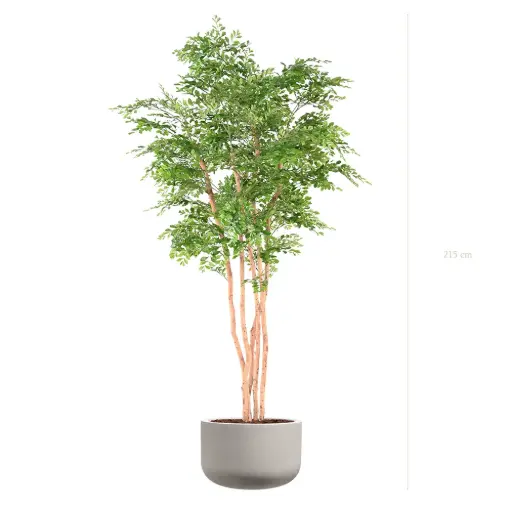 [A-AB12-FC18] L'Acacia - Pot Sable #Semi-Naturel