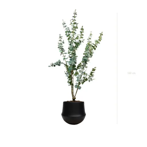 [A-PT25-CE10] Le Petit Eucalyptus - Pot Rond Noir #Artificiel