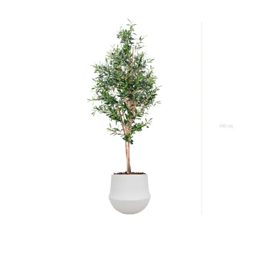 [A-PT26-CE2] The Small Olivier – White Round Pot #Semi-Natural