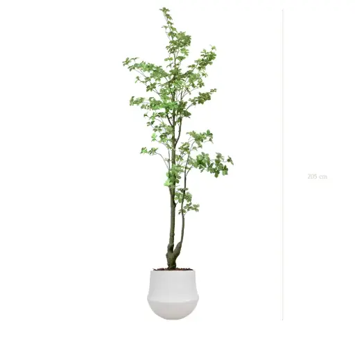 [A-PT32-CE2] The Tropaeolum – White Round Pot #Artificial