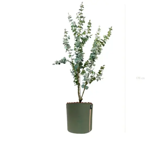 [A-PT25-TI10] Le Petit Eucalyptus - Pot MyBac #Artificiel