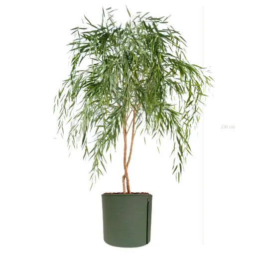 [A-AB11-TI11] Le Saule - Pot MyBac #Semi-Naturel