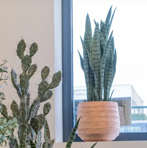 [A-PT27-FC12] Le Sansevieria - Pot Terracotta - Artificiel 