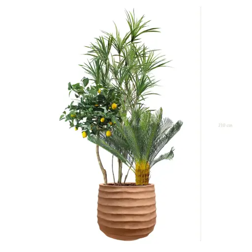 [A-J15-FC14] La Capri - Pot Terracotta - Semi-Naturel 