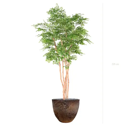 [A-AB12-FC8] L'Acacia - Pot Oyster - Semi-Naturel