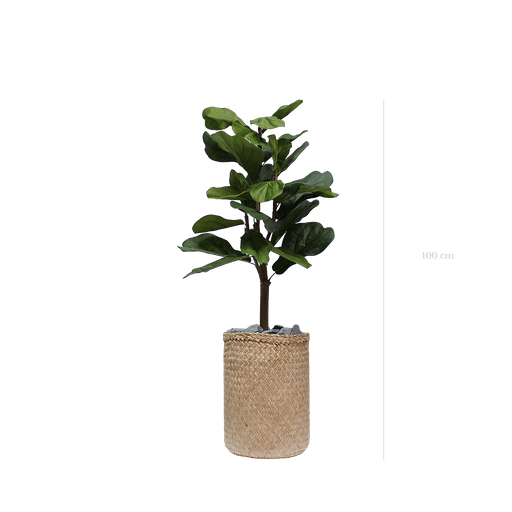 [A-PT1-TR2] Die Lyrata 100 cm – Naturgeflecht-Topf #künstlich