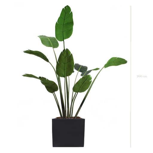 [A-PT3-FB9] Der Bananenbaum 200 cm - Schwarzer kubischer Topf #Künstlich