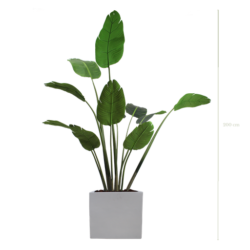 [A-PT3-FB10] Der Bananenbaum 200 cm - weißer kubischer Topf #Künstlich