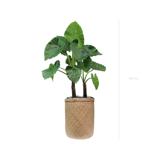 [A-PT4-TR3] Die große Alocasia 145 cm – Naturgeflecht-Topf #künstlich