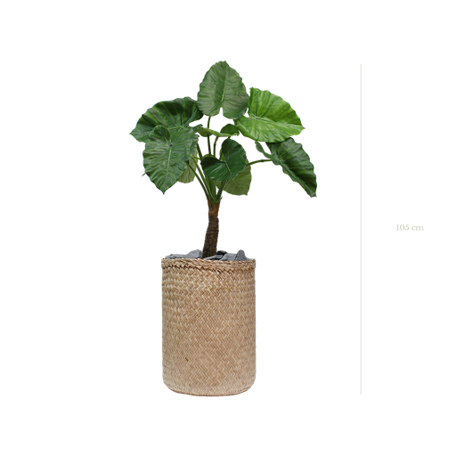 [A-PT5-TR2] The Alocasia in a natural woven pot #Artificial