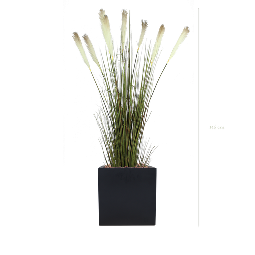 [A-TG1-FB7] The Pampa in a black square pot #Artificial