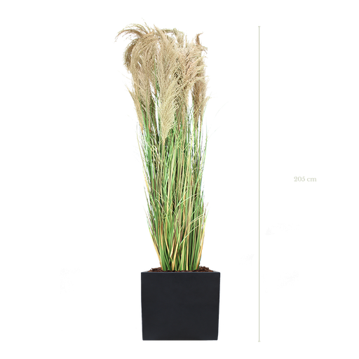 [A-PT7-FB9] The Tall Pampa in a black square pot #Artificial