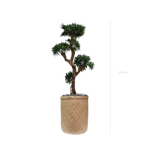 [A-PT8-TR3] Le Podocarpus 165 cm - Pot Tressé #Artificiel