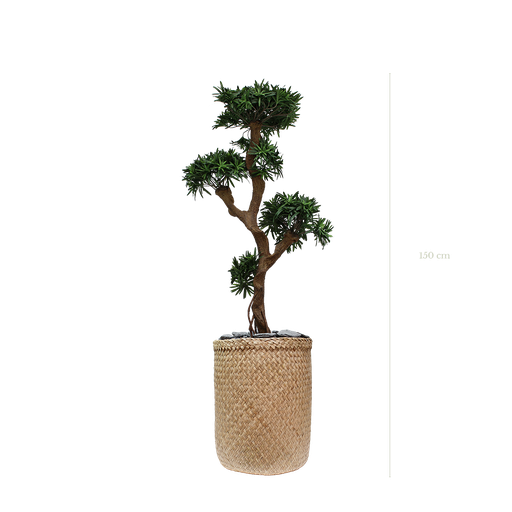 [A-PT8-TR3] The Podocarpus in a naturel woven pot #Artificial