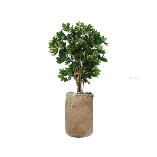 [A-PT10-TR3] Die Schefflera 155 cm – Naturgeflecht-Topf #halbnatürlich