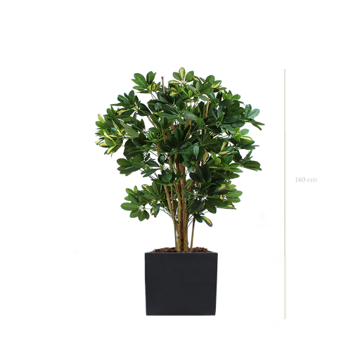 [A-PT10-FB9] Die Schefflera 140 cm – schwarzer kubischer Topf#Halbnatur