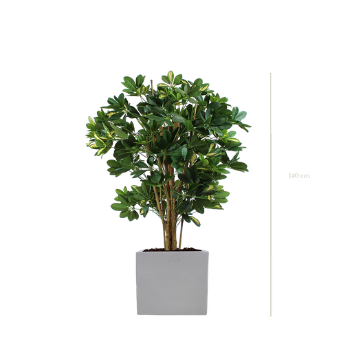 [A-PT10-FB10] Le Schefflera 140 cm - Cube Blanc #Semi-naturel