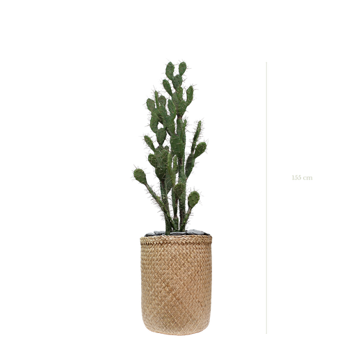 [A-PT11-TR3] Le Cactus 155 cm - Pot Tressé #Artificiel