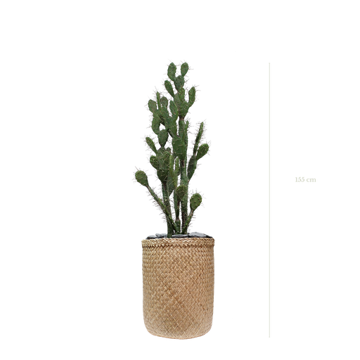 [A-PT11-TR3] The Cactus in a natural woven pot #Artificial