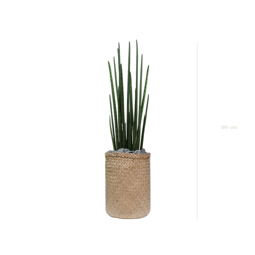 [A-PT12-TR2] Die Sansevieria 115 cm – Naturgeflecht-Topf #künstlich