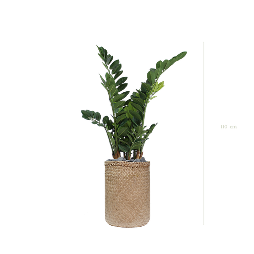[A-PT15-TR2] The Zamia in a naturel woven pot #Artificial