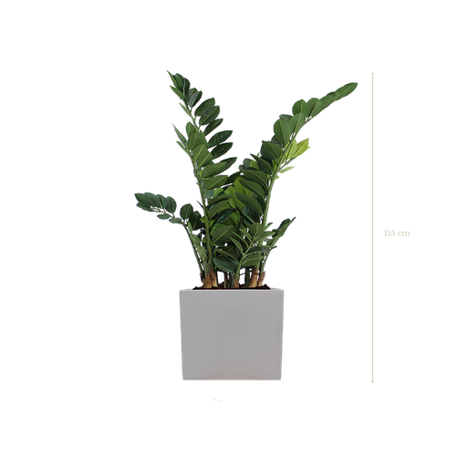 [A-PT15-FB8] Le Zamia 115 cm - Cube Blanc #Artificiel