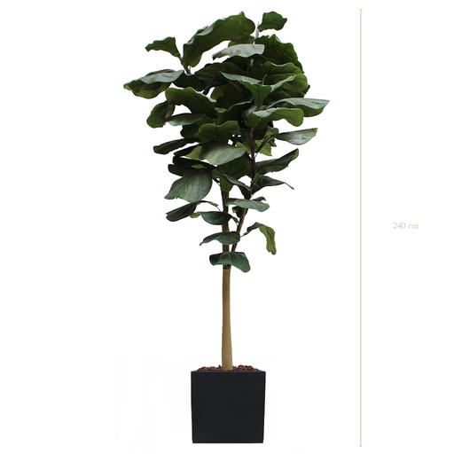 [A-AB8-FB9] L'Arbre Lyrata 240 cm - Cube Noir #Artificiel