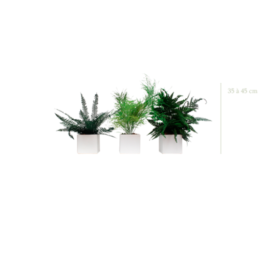 [S-PP1-CE3] Lot de 3 pots végétalisés - Pots Blancs #Stabilisé