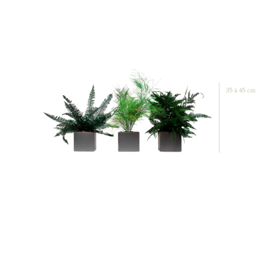 [S-PP1-CE4] Lot de 3 pots végétalisés - Pots Gris #Stabilisé