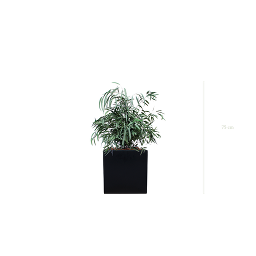 [S-PT2-FB7] The Small Nicoly - Black Cube #Stabilized