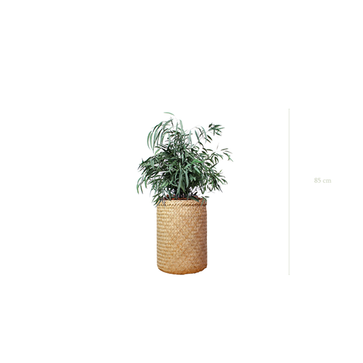 [S-PT2-TR2] Le Petit Nicoly - Pot Tressé #Stabilisé