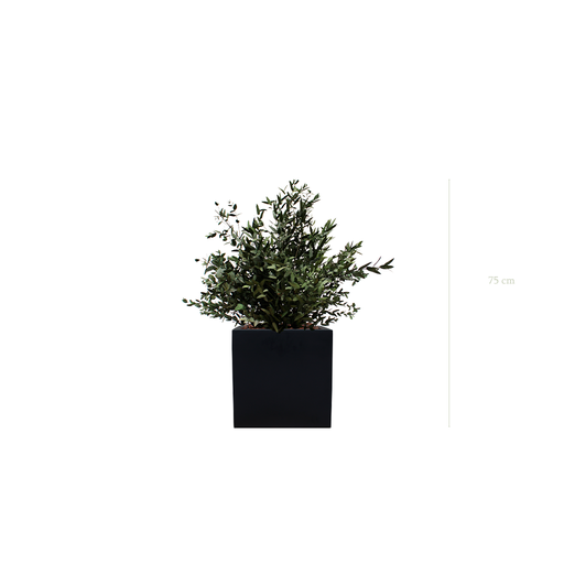 [S-PT3-FB7] Le Petit Parvifolia - Cube Noir #Stabilisé