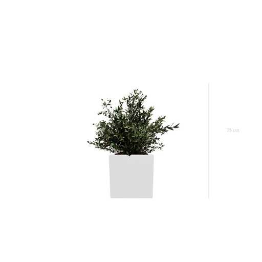 [S-PT3-FB8] Le Petit Parvifolia - Cube Blanc #Stabilisé