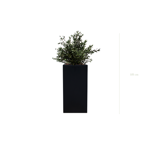 [S-PT3-FB19] Le Petit Parvifolia - Cube Haut Noir #Stabilisé