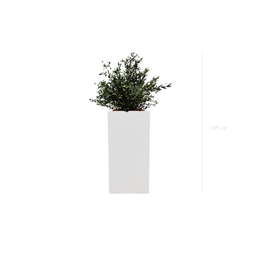 [S-PT3-FB20] Le Petit Parvifolia - Cube Haut Blanc #Stabilisé