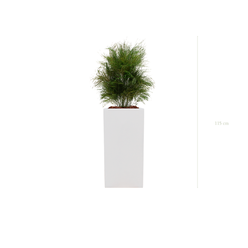 [S-PT3-FB20] Le Petit Parvifolia - Cube Haut Blanc #Stabilisé