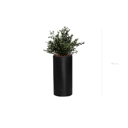 [S-PT3-FB17] Le Petit Parvifolia - Cylindre Haut Noir #Stabilisé