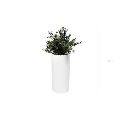 [S-PT3-FB18] Le Petit Parvifolia - Cylindre Haut Blanc #Stabilisé