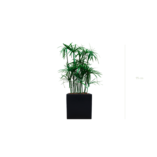 [S-TG5-FB7] Der Papyrus - schwarzer kubischer Topf #Stabilisiert
