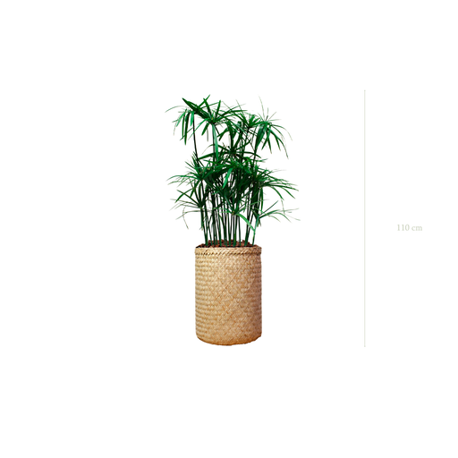 [S-TG5-TR2] Le Papyrus - Pot Tressé #Stabilisé