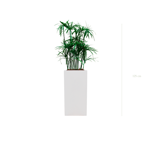 [S-TG5-FB20] Le Papyrus - Cube Haut Blanc #Stabilisé
