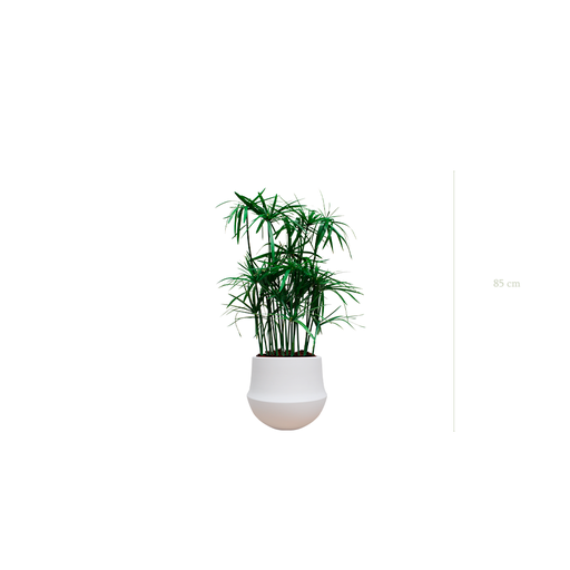 [S-TG5-CE1] Le Papyrus - Pot Rond Blanc #Stabilisé