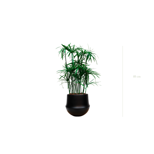 [S-TG5-CE9] Le Papyrus - Pot Rond Noir #Stabilisé