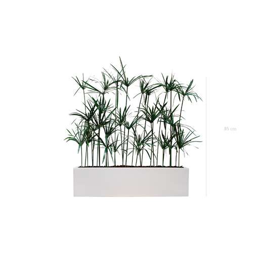 [S-TG5-FB16] Papyrus Planter - White Planter #Stabilized
